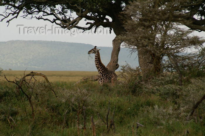 tanzania163: Tanzania - Giraffe in Serengeti National Park - photo by A.Ferrari - (c) Travel-Images.com - Stock Photography agency - Image Bank