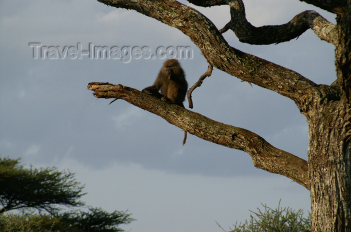 tanzania164: Tanzania - Baboon on a tree in Serengeti National Park - photo by A.Ferrari - (c) Travel-Images.com - Stock Photography agency - Image Bank