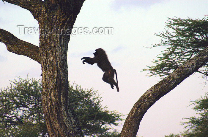 tanzania165: Tanzania - Baboon jumping between trees, Serengeti National Park - photo by A.Ferrari - (c) Travel-Images.com - Stock Photography agency - Image Bank