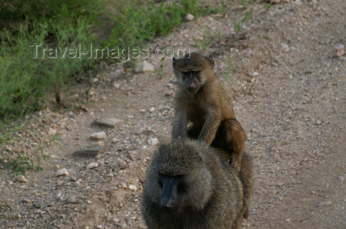 tanzania166: Tanzania - Baboons in Serengeti National Park - photo by A.Ferrari - (c) Travel-Images.com - Stock Photography agency - Image Bank