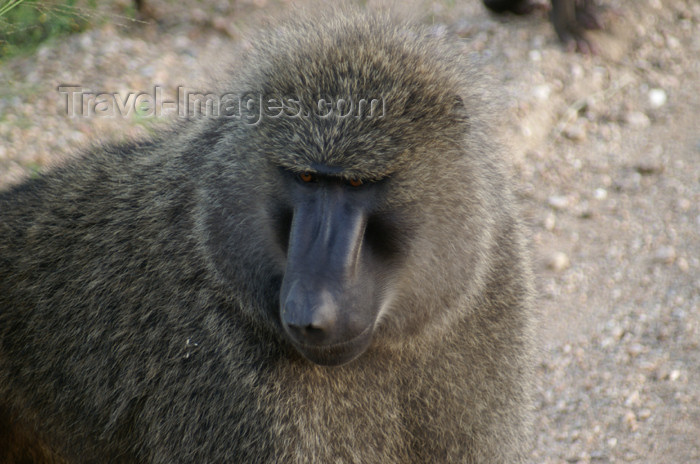 tanzania167: Tanzania - Baboon (close view) in Serengeti National Park - photo by A.Ferrari - (c) Travel-Images.com - Stock Photography agency - Image Bank