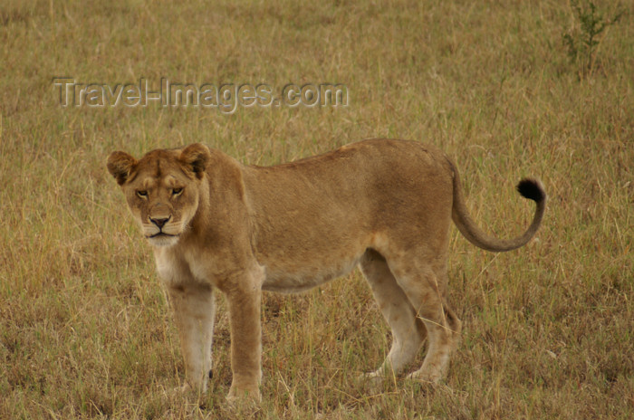 tanzania168: Tanzania - Young lion in Serengeti National Park - photo by A.Ferrari - (c) Travel-Images.com - Stock Photography agency - Image Bank