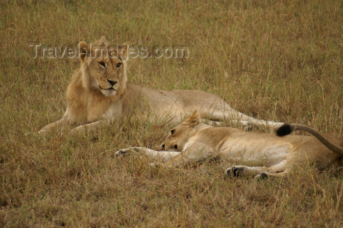 tanzania169: Tanzania - Young lions in Serengeti National Park - photo by A.Ferrari - (c) Travel-Images.com - Stock Photography agency - Image Bank