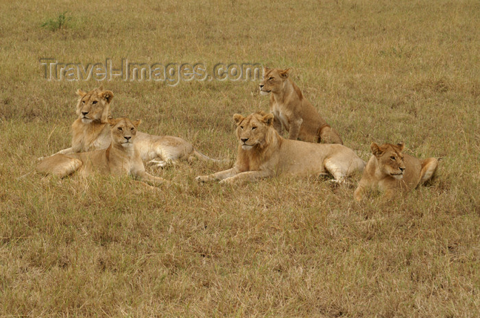 tanzania170: Tanzania - A group of young lions in Serengeti National Park - photo by A.Ferrari - (c) Travel-Images.com - Stock Photography agency - Image Bank