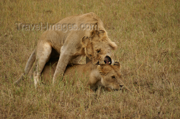 tanzania171: Tanzania - Young lions discovering the secrets of life, Serengeti National Park - photo by A.Ferrari - (c) Travel-Images.com - Stock Photography agency - Image Bank