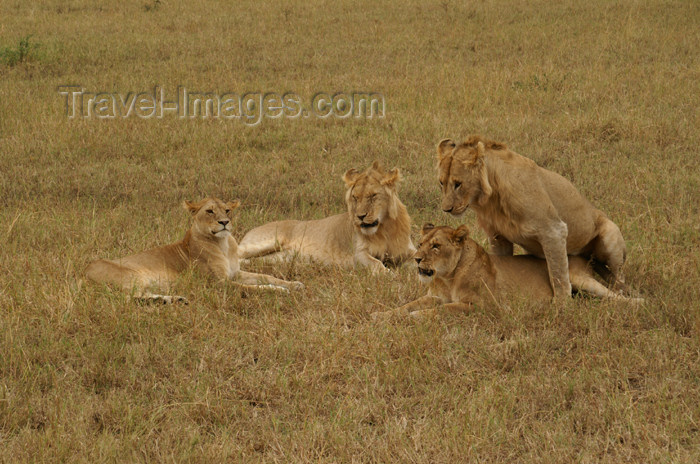 tanzania172: Tanzania - A group of lions discovering the secrets of life, Serengeti National Park - photo by A.Ferrari - (c) Travel-Images.com - Stock Photography agency - Image Bank