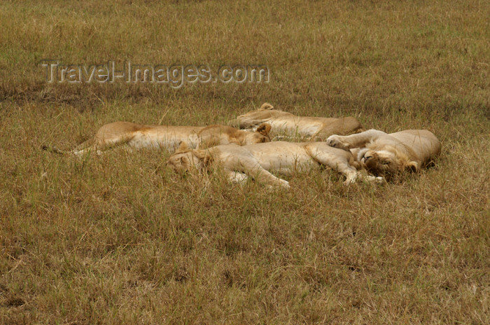 tanzania173: Tanzania - Lazy lions, Serengeti National Park - photo by A.Ferrari - (c) Travel-Images.com - Stock Photography agency - Image Bank