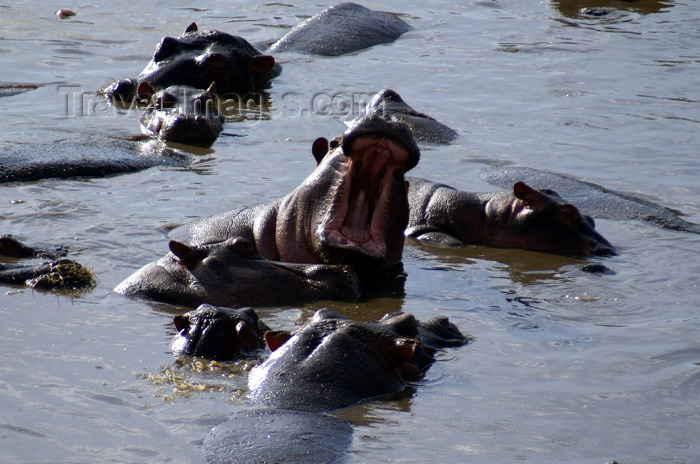 tanzania174: Tanzania - Hippopotamus showing its teeth, Serengeti National Park - photo by A.Ferrari - (c) Travel-Images.com - Stock Photography agency - Image Bank