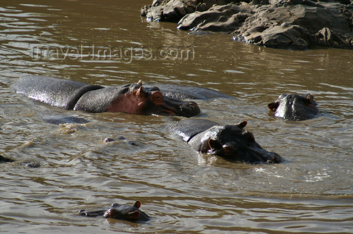 tanzania175: Tanzania - Hippopotamus in Serengeti National Park - photo by A.Ferrari - (c) Travel-Images.com - Stock Photography agency - Image Bank