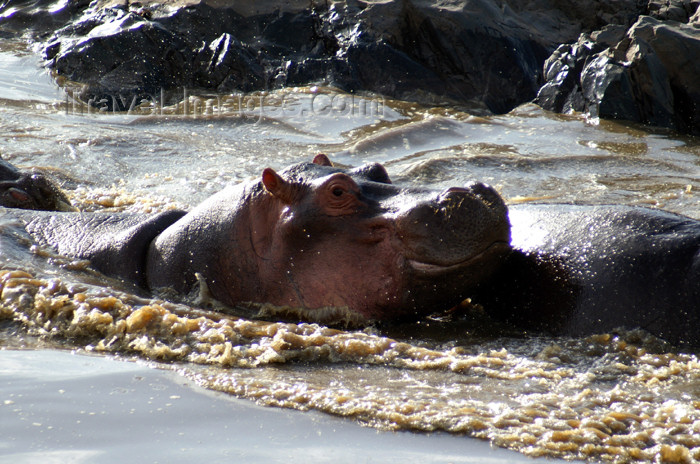 tanzania176: Tanzania - Hippopotamus in Serengeti National Park - photo by A.Ferrari - (c) Travel-Images.com - Stock Photography agency - Image Bank