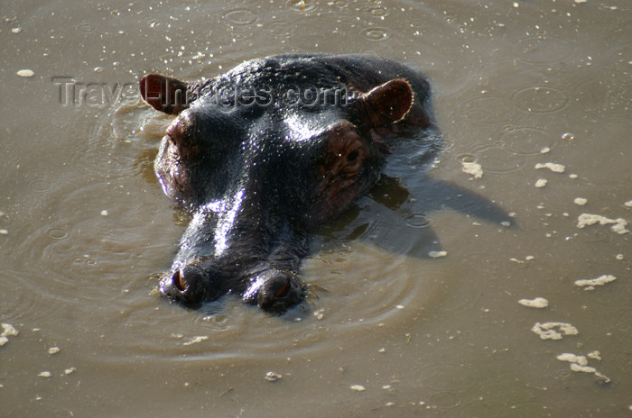 tanzania177: Tanzania - Hippopotamus (close view) in Serengeti National Park - photo by A.Ferrari - (c) Travel-Images.com - Stock Photography agency - Image Bank