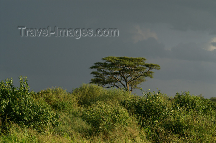 tanzania178: Tanzania - Dark clouds over Serengeti National Park - photo by A.Ferrari - (c) Travel-Images.com - Stock Photography agency - Image Bank