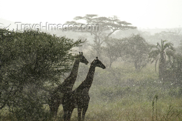 tanzania179: Tanzania - pair of Giraffes in the rain, Serengeti National Park - photo by A.Ferrari - (c) Travel-Images.com - Stock Photography agency - Image Bank