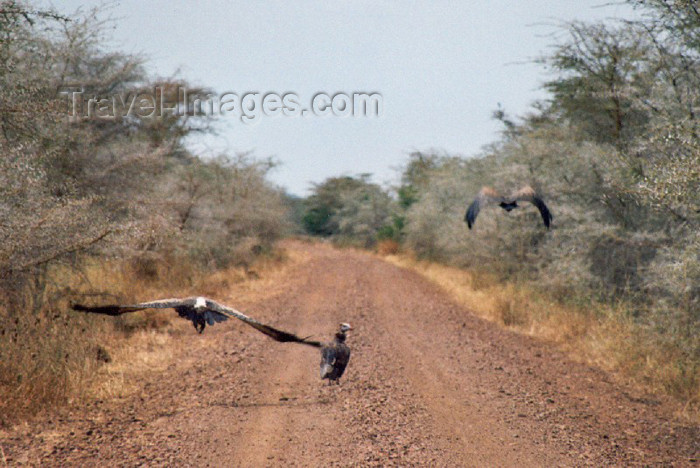 tanzania18: Tanzania - Tanganyika - Serengeti National Park: vultures lead the way - photo by N.Cabana - (c) Travel-Images.com - Stock Photography agency - Image Bank