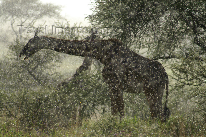 tanzania180: Tanzania - Giraffe in the rain, Serengeti National Park - photo by A.Ferrari - (c) Travel-Images.com - Stock Photography agency - Image Bank