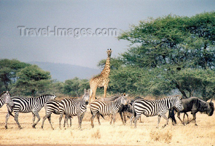 tanzania19: Tanzania - Tanganyika - Serengeti National Park: 'say cheese' - a giraffe, zebras and gnus pose - photo by N.Cabana - (c) Travel-Images.com - Stock Photography agency - Image Bank