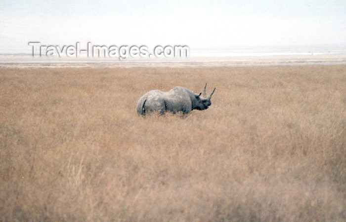 tanzania20: Tanzania - Tanganyika - Ngorongoro: black rhino - endangered species - photo by N.Cabana - (c) Travel-Images.com - Stock Photography agency - Image Bank