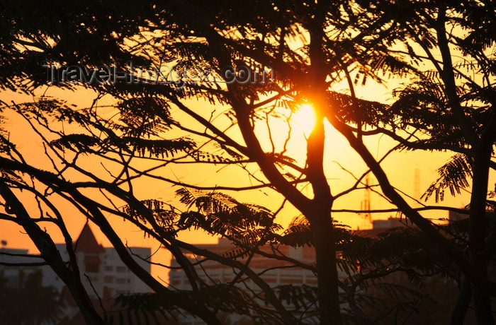 tanzania208: Dar es Salaam, Tanzania: sunset on the waterfront - acacia leaves - photo by M.Torres - (c) Travel-Images.com - Stock Photography agency - Image Bank