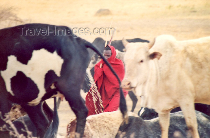 tanzania22: Tanzania - Tanganyika - Ngorongoro area, Africa: Masai shepherd among his herd - photo by N.Cabana - (c) Travel-Images.com - Stock Photography agency - Image Bank