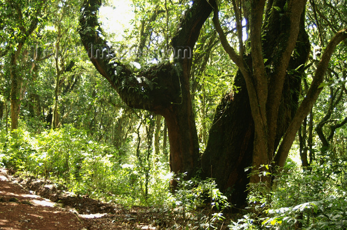 tanzania29: Tanzania - Kilimanjaro NP: Marangu Route - day 1 - tropical vegetation, in the rainforest - photo by A.Ferrari - (c) Travel-Images.com - Stock Photography agency - Image Bank