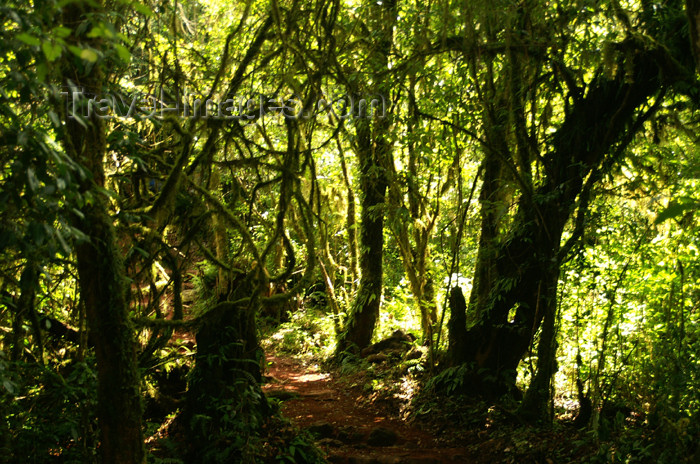 tanzania30: Tanzania - Kilimanjaro NP: Marangu Route - day 1 - tropical vegetation, in the rainforest - photo by A.Ferrari - (c) Travel-Images.com - Stock Photography agency - Image Bank