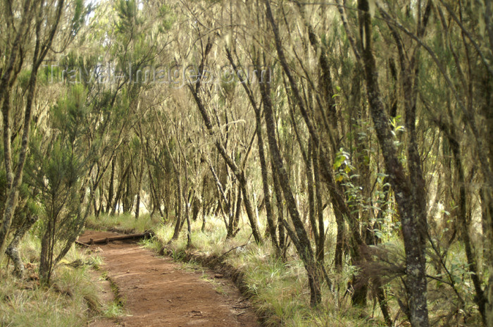 tanzania33: Tanzania - Kilimanjaro NP: Marangu Route - day 1 - near the Mandara campsite, on the way to the Maundi Crater - photo by A.Ferrari - (c) Travel-Images.com - Stock Photography agency - Image Bank