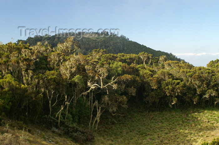 tanzania34: Tanzania - Kilimanjaro NP: Marangu Route - day 1 - the Maundi Crater - photo by A.Ferrari - (c) Travel-Images.com - Stock Photography agency - Image Bank