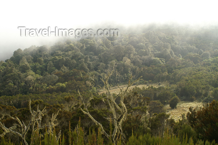 tanzania35: Tanzania - Kilimanjaro NP: Marangu Route - day 1 - just below the clouds at Maundi Crater - photo by A.Ferrari - (c) Travel-Images.com - Stock Photography agency - Image Bank