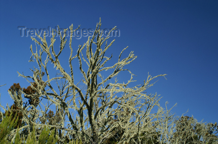 tanzania37: Tanzania - Kilimanjaro NP: Marangu Route - day 2 - a tree covered with lichen, in the moorlands - photo by A.Ferrari - (c) Travel-Images.com - Stock Photography agency - Image Bank