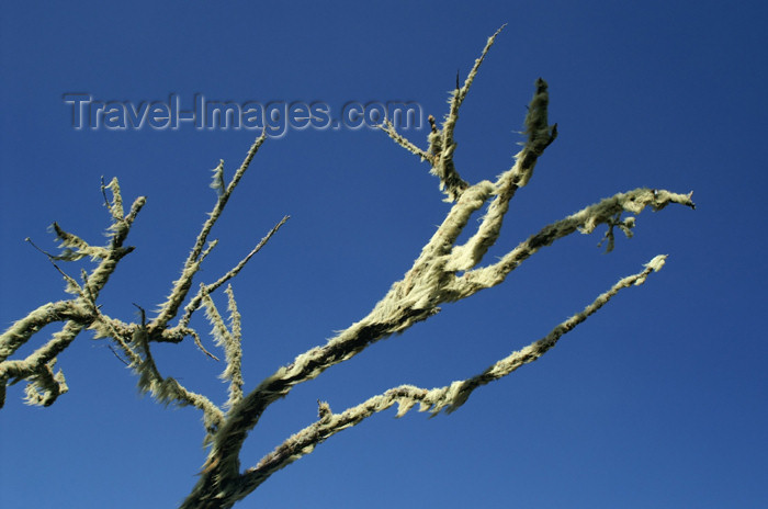 tanzania38: Tanzania - Kilimanjaro NP: Marangu Route - day 2 - a branch covered with lichen, in the moorlands - photo by A.Ferrari - (c) Travel-Images.com - Stock Photography agency - Image Bank