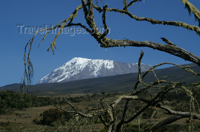 tanzania40: Tanzania - Kilimanjaro NP: Marangu Route - day 2 - Mount Kilimanjaro, the Kibo peak seen from the moorlands - photo by A.Ferrari - (c) Travel-Images.com - Stock Photography agency - Image Bank