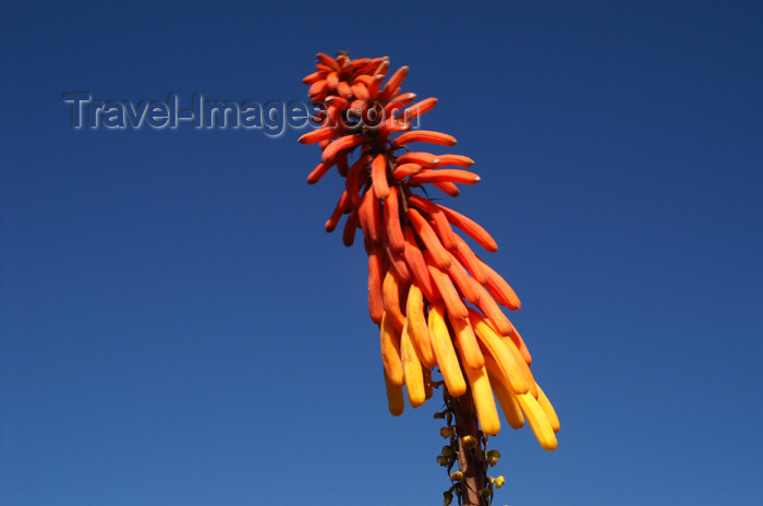 tanzania42: Tanzania - Kilimanjaro NP: Marangu Route - day 2 - flower - Red-hot poker, in the moorlands - photo by A.Ferrari - (c) Travel-Images.com - Stock Photography agency - Image Bank