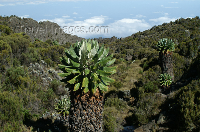 tanzania45: Tanzania - Kilimanjaro NP: Marangu Route - day 2 - a giant groundsel near the Horombo huts - Ligularia wilsoniana - photo by A.Ferrari - (c) Travel-Images.com - Stock Photography agency - Image Bank