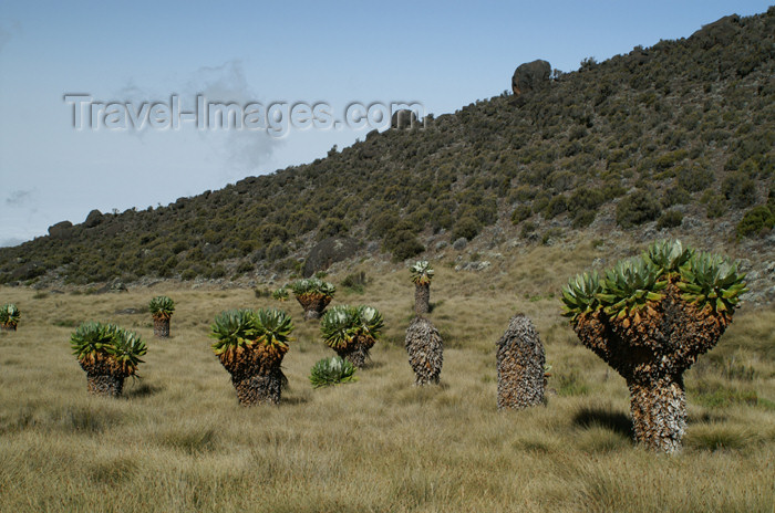 tanzania47: Tanzania - Kilimanjaro NP: Marangu Route - day 3 - a field of giant groundsels, on the way to Zebra Rocks - photo by A.Ferrari - (c) Travel-Images.com - Stock Photography agency - Image Bank