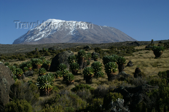 tanzania55: Tanzania - Kilimanjaro NP: Marangu Route - day 4 - Mount Kilimanjaro, Kibo and giant groundsels - photo by A.Ferrari - (c) Travel-Images.com - Stock Photography agency - Image Bank