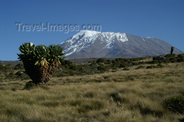 tanzania56: Tanzania - Kilimanjaro NP: Marangu Route - day 4 - Mount Kilimanjaro, Kibo, at the start from Horombo hut - photo by A.Ferrari - (c) Travel-Images.com - Stock Photography agency - Image Bank