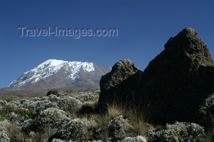 tanzania57: Tanzania - Kilimanjaro NP: Marangu Route - day 4 - Mount Kilimanjaro, Kibo, just before leaving the moorlands - photo by A.Ferrari - (c) Travel-Images.com - Stock Photography agency - Image Bank