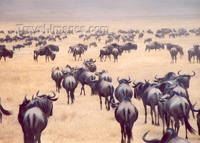 tanzania6: Africa - Tanzania - Tanganyika - Serengeti National Park: the great migrations of the gnus / wildebeest - photo by N.Cabana - (c) Travel-Images.com - Stock Photography agency - Image Bank