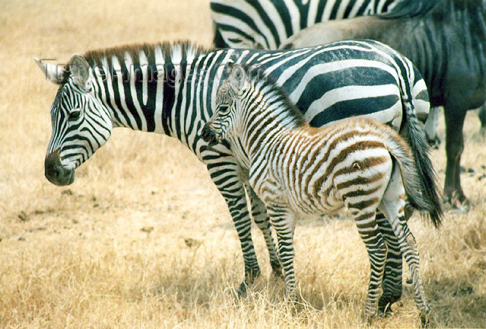 tanzania7: Tanzania - Tanganyika - Serengeti National Park: zebras - mother and son - photo by N.Cabana - (c) Travel-Images.com - Stock Photography agency - Image Bank