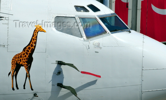 tanzania8: Dar es Salaam, Tanzania: giraffe and cockpit - Air Tanzania Boeing 737-247 5H-MVV (cn 23520-1329) - aircraft at Julius Nyerere International Airport - JNIA - DAR - photo by M.Torres - (c) Travel-Images.com - Stock Photography agency - Image Bank