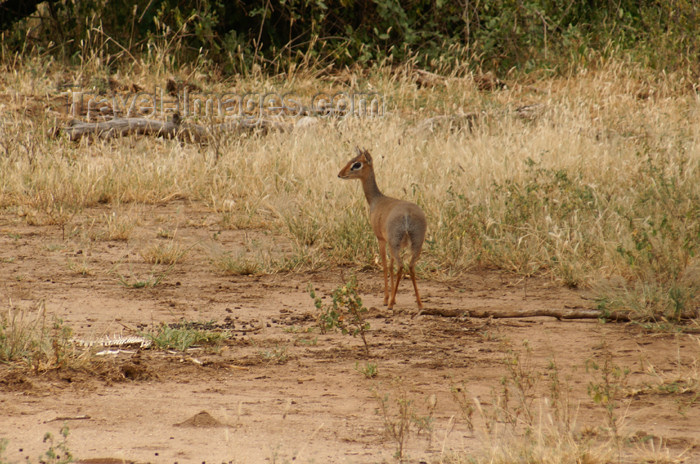 tanzania91: Tanzania - Dik-dik antelope, Madoqua kirkii - in Lake Manyara National Park - photo by A.Ferrari - (c) Travel-Images.com - Stock Photography agency - Image Bank