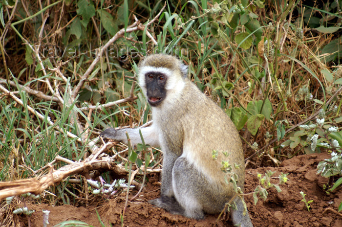 tanzania92: Tanzania - Vervet Monkey, Chlorocebus pygerythrus - in Lake Manyara National Park - photo by A.Ferrari - (c) Travel-Images.com - Stock Photography agency - Image Bank