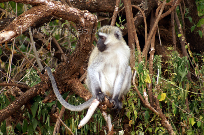 tanzania93: Tanzania - Vervet Monkey on branches, Chlorocebus pygerythrus - in Lake Manyara National Park - photo by A.Ferrari - (c) Travel-Images.com - Stock Photography agency - Image Bank