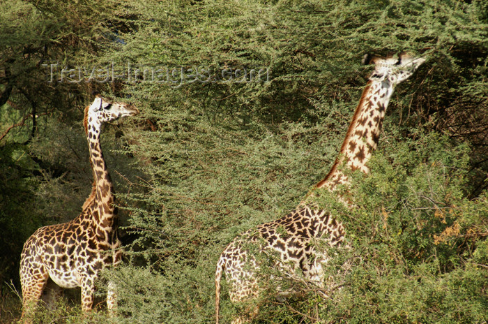 tanzania94: Tanzania - Giraffes in Lake Manyara National Park - photo by A.Ferrari - (c) Travel-Images.com - Stock Photography agency - Image Bank