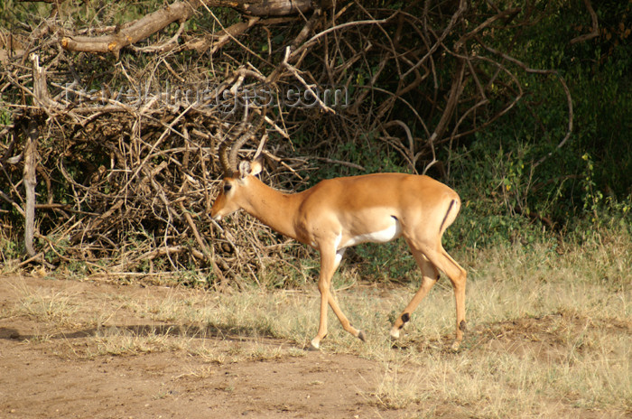 tanzania95: Tanzania - Male antelope in Lake Manyara National Park - photo by A.Ferrari - (c) Travel-Images.com - Stock Photography agency - Image Bank