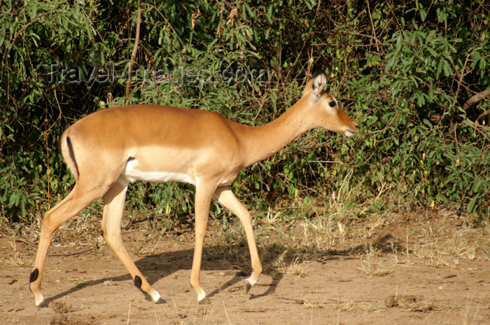 tanzania96: Tanzania - Antelope in Lake Manyara National Park - photo by A.Ferrari - (c) Travel-Images.com - Stock Photography agency - Image Bank