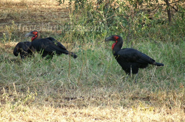 tanzania97: Tanzania - Ground Hornbills in Lake Manyara National Park - photo by A.Ferrari - (c) Travel-Images.com - Stock Photography agency - Image Bank