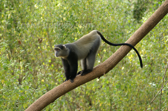 tanzania98: Tanzania - Blue Monkey or Diademed Monkey, Cercopithecus mitis - in Lake Manyara National Park - photo by A.Ferrari - (c) Travel-Images.com - Stock Photography agency - Image Bank