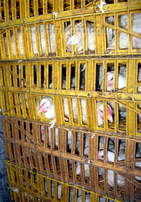 trinidad-tobago14: Trinidad - Port of Spain: chicken await their fate - cages - photo by P.Baldwin - (c) Travel-Images.com - Stock Photography agency - Image Bank