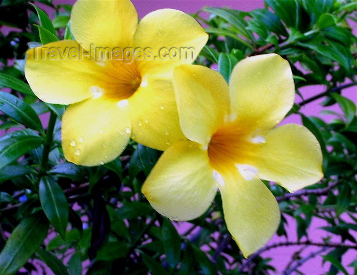 trinidad-tobago21: Trinidad - Port of Spain: yellow flowers - photo by P.Baldwin - (c) Travel-Images.com - Stock Photography agency - Image Bank